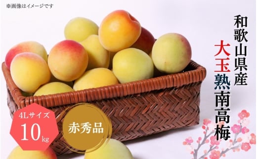 y~E~pz4LTCY 10kg n썂 ~ ԏGiy2026N6{`7{\zyART02za̎R炬150000ʕEt[c̑ ʕEt[c