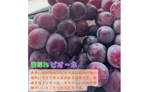 和歌山のピオーネ 約1.2kg(2〜3房) 【2026年8月下旬〜9月下旬頃発送予定】 | 先行予約 ぶどう 葡萄 果物 フルーツ 甘い【MS101】和歌山県かつらぎ町15000果物・フルーツマスカット・ぶどう