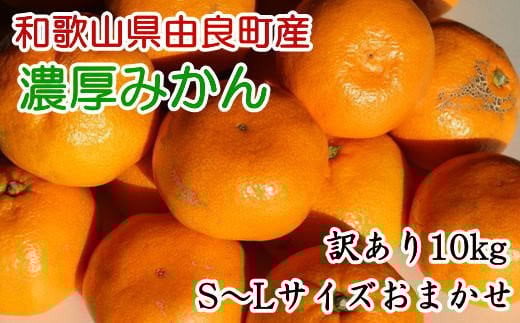 【訳あり・ご家庭用】和歌山由良町産のみかん約10kg(サイズおまかせ) 【2025年11月下旬〜2025年12月下旬頃に発送予定(お届け日指定不可)】和歌山県かつらぎ町15000果物・フルーツみかん