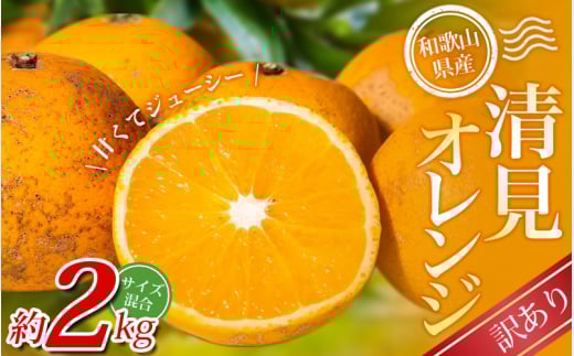 【訳あり】 森本農園の手選別 清見オレンジ 約2kg 和歌山県産 サイズ混合 【北海道・沖縄・離島配送不可】【2026年2月上旬〜5月中旬頃に順次発送】【BV90023-mrmt023A】和歌山県かつらぎ町6000果