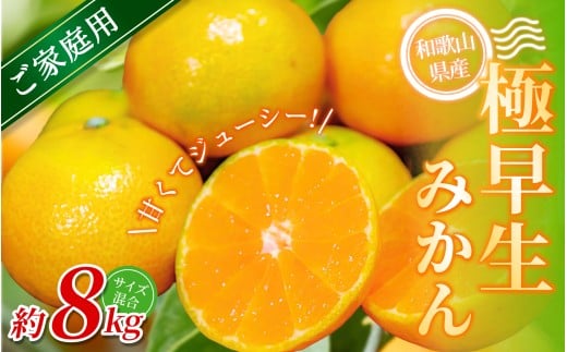 【家庭用】 森本農園の手選別 極早生みかん 約8kg 和歌山県産 2S~2Lサイズ混合 【北海道・沖縄・離島配送不可】【2025年10月上旬〜下旬頃に順次発送】和歌山県かつらぎ町15000果物・フルーツ