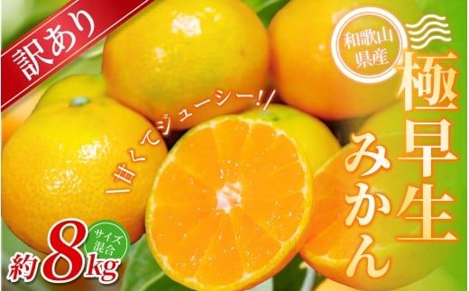 【訳あり】 森本農園の手選別 極早生みかん 約8kg 和歌山県産 2S~2Lサイズ混合 【北海道・沖縄・離島配送不可】【2025年10月上旬〜下旬頃に順次発送】和歌山県かつらぎ町12000果物・フルーツ