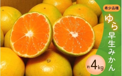 【ご家庭用】 【先行予約】\数量限定/ 希少品種 ご家庭用 ゆら早生みかん 約4kg サイズ混合【2025年10月上旬頃より順次発送】【CE-nuk162B】和歌山県かつらぎ町9000果物・フルーツみかん・柑