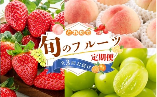 【フルーツ定期便・全3回】品質に自信あり!くしがきの里から直送 桃・シャインマスカット・まりひめを季節ごとにお届け♪ / 定期便 桃 もも シャインマスカット マスカット いちご イ