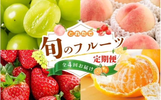 【フルーツ定期便・全4回】品質に自信あり!くしがきの里から直送 桃・シャインマスカット・はれひめ・まりひめを季節ごとにお届け♪ / 定期便 桃 もも みかん 柑橘 シャインマスカット