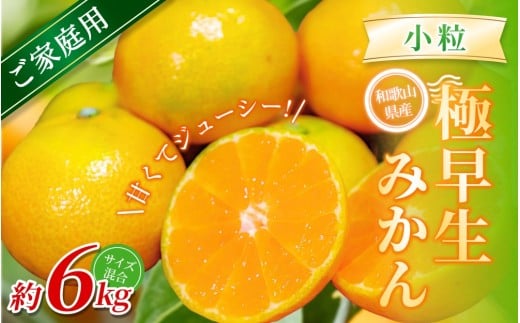 【家庭用】 森本農園の手選別 極早生小粒みかん 約6kg 和歌山県産 【北海道・沖縄・離島配送不可】【2025年10月上旬〜下旬頃に順次発送】【BV-mrmt053】和歌山県かつらぎ町12000果物・フルーツ