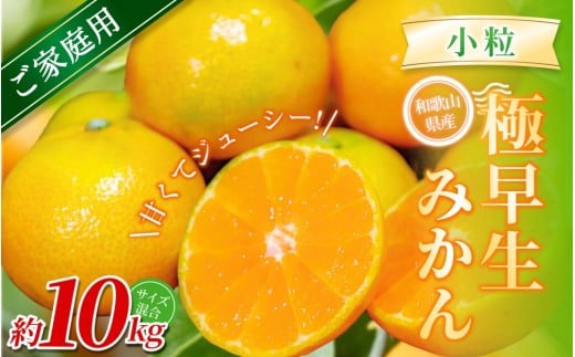 【家庭用】 森本農園の手選別 極早生小粒みかん 約10kg 和歌山県産 【北海道・沖縄・離島配送不可】【2025年10月上旬〜下旬頃に順次発送】【BV-mrmt055】和歌山県かつらぎ町17000果物・フルーツ