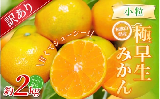 【訳あり】 森本農園の手選別 極早生小粒みかん 約2kg 和歌山県産【北海道・沖縄・離島配送不可】【2025年10月上旬〜下旬頃に順次発送】【BV-mrmt056】和歌山県かつらぎ町8000果物・フルーツみ