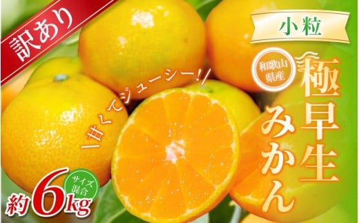 【訳あり】 森本農園の手選別 極早生小粒みかん 約6kg 和歌山県産【北海道・沖縄・離島配送不可】【2025年10月上旬〜下旬頃に順次発送】【BV-mrmt057】和歌山県かつらぎ町10000果物・フルーツ