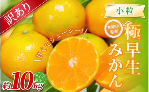 【訳あり】 森本農園の手選別 極早生小粒みかん 約10kg 和歌山県産【北海道・沖縄・離島配送不可】【2025年10月上旬〜下旬頃に順次発送】【BV-mrmt059】和歌山県かつらぎ町13000果物・フルーツ