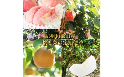 yS2z炬̃t[cփ~jiEjy8E9za̎R炬20000ʕEt[cE