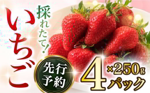 【2026年2月上旬〜順次発送開始】いちご 1箱 (約250g×4P) 約1kg / いちご 苺 イチゴ ゆめのか さちのか いちご 長崎県産いちご 果物 くだもの フルーツ  / 大村市 / おおむら夢ファームシュシュ[ACA