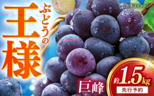 ys\F2026N8{菇\z  킠 1.5kg / Ԃǂ  t[c / 呺s / ނ疲t@[VV [ACAA379]茧呺s13000ʕEt[c}XJbgEԂǂ