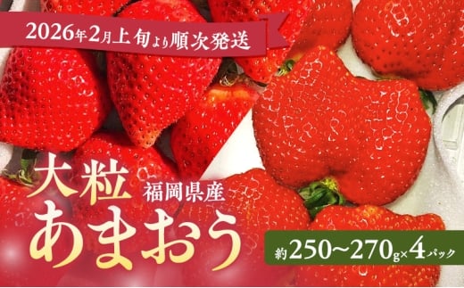 ܂ y2026N2{菇z嗱܂ 4pbN C`S   ʕ Y zs:品15500ʕEt[c