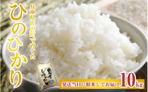 【先行予約】兵庫県佐用町で育てたひのひかり 10g【2025年10月中旬頃から順次発送予定】兵庫県産 ひのひかり 減農薬米 精米 お米 特Aランク 選べる兵庫県26000米・パン白米