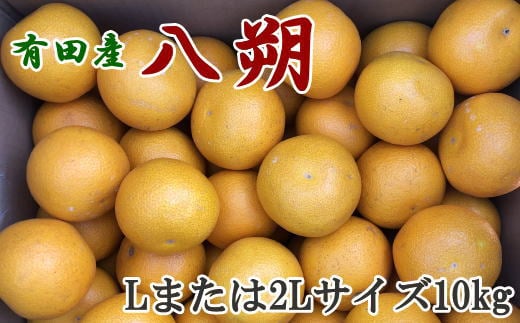 【手選果】先行予約  有田産の八朔10kg(Lまたは2Lサイズいずれかお届け)<2026年1月下旬〜2026年2月下旬頃に順次発送> みかん 柑橘類【tec846A】和歌山県古座川町15000果物・フルーツみかん・