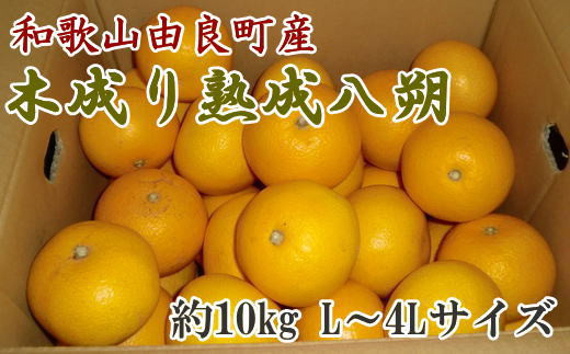 ys\zyYza̎RRǒY̖ؐn10kgiL`4LTCY͂j 2026N3{`2026N4{ɔi͂wsjytec876Bza̎RÍ쒬20000ʕEt