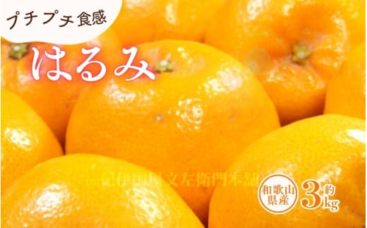はるみ 約3kg/サイズおまかせ ※2026年1月下旬〜2026年3月中旬頃に順次発送(お届け日指定不可) 紀伊国屋文左衛門本舗 【kztb461B】和歌山県古座川町14000果物・フルーツみかん・柑橘類