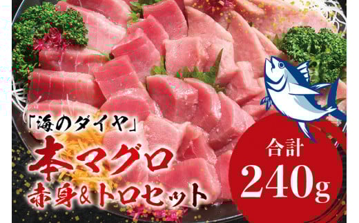 本マグロ(養殖)トロ&赤身セット 240g 【1か月以内に発送】【配達日指定不可】 高級 クロマグロ  中トロ 中とろ まぐろ マグロ 鮪 刺身 赤身 柵 じゃばらまぐろ 本マグロ 本鮪【nks113B】和
