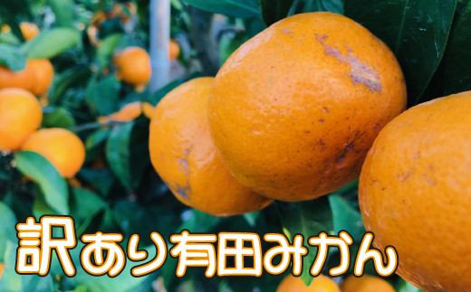 【数量限定】ご家庭用訳あり有田みかん 10kg【ard001A】和歌山県古座川町10000果物・フルーツみかん・柑橘類