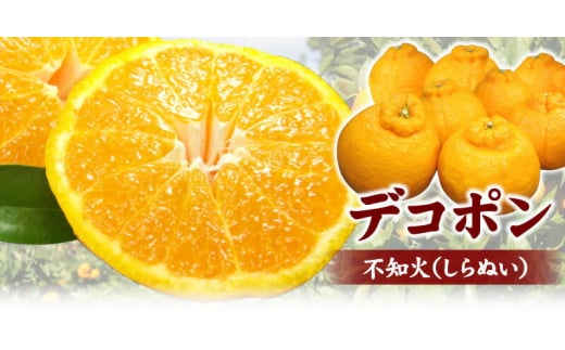 cYufRvsm[3kg]󒬓cYt݂(ʎTCY܂)/Iɍq{܁@2026N2{`2026N3{ɏ\(͂ws)ykztb493Aza̎RÍ