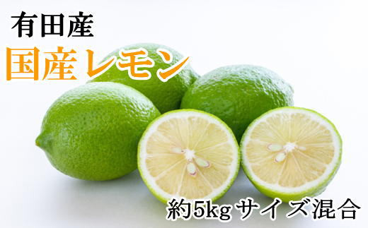 有田産の安心国産レモン約5kg (サイズ混合)※2025年10月中旬〜2026年4月下旬頃に順次発送予定(お届け日指定不可)【tec938A】和歌山県古座川町13000果物・フルーツみかん・柑橘類