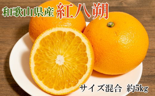【2026年発送先行予約】【希少品】和歌山県産紅八朔約5kg(サイズ混合)※2026年1月下旬〜2026年2月中旬頃順次発送【tec944A】和歌山県古座川町12000果物・フルーツみかん・柑橘類