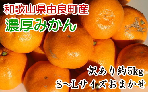 【訳あり・ご家庭用】和歌山由良町産のみかん約5kg(サイズおまかせ)【tec945A】和歌山県古座川町12000果物・フルーツみかん・柑橘類
