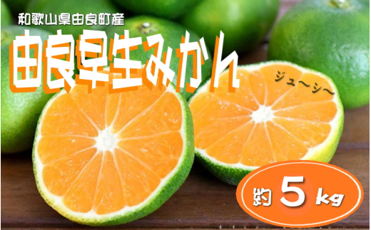 【先行予約】和歌山由良町産 由良早生みかん 約5kg  訳あり キズ 御家庭用 サイズ混合【sml135】和歌山県古座川町11000果物・フルーツみかん・柑橘類