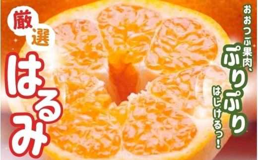 2蔭ys\zI͂10kg+250giݕ⏞jyfR|̎oiEVHt݂zyZT[Iʁzy킯E󂠂z/ ݂ a̎R 킩 t[c I