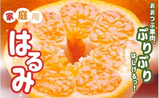 <2月より発送>【先行予約】家庭用はるみ2.5kg+250g(傷み補償分)【デコポンの姉妹品種・新食感春みかん】【光センサー選別】【わけあり・訳あり】【ikd228】和歌山県古座川町8000果物・フ