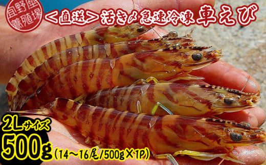 【養殖場から直送】活き〆急速冷凍車えび 2Lサイズ 約500g(14〜16尾/500g×1P) 車海老 海鮮 魚介類 海産物 シーフード お取り寄せ 美味 料理 クルマエビ くるまえび 塩焼き フライ 天丼 ムー