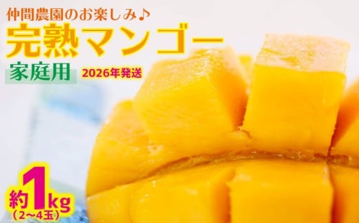 【2026年発送】仲間農園のお楽しみ(家庭用)完熟マンゴー約1kg(2〜4玉) アーウィン 果物 甘い 夏 濃厚 ギフト Mango ランキング 完熟 お気に入り 収穫 人気 甘味 フルーツ 沖縄県 先行予約