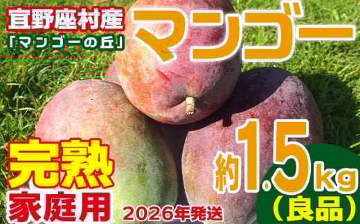 【2026年発送】家庭用 宜野座村産完熟マンゴー「マンゴーの丘」約1.5kg(良品) アーウィン 果物 甘い 夏 濃厚 ギフト Mango ランキング 完熟 お気に入り 収穫 人気 甘味 フルーツ 沖縄県 国産