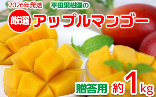 【2026年発送】平田果樹園の厳選アップルマンゴー贈答用(約1kg) アーウィン 果物 甘い 夏 濃厚 ギフト Mango ランキング 完熟 お気に入り 美味しい 人気 おすすめ フルーツ 沖縄県 先行予約