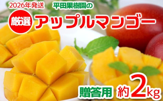 【2026年発送】平田果樹園の厳選アップルマンゴー贈答用(約2kg) アーウィン 果物 甘い 夏 濃厚 ギフト Mango ランキング 完熟 お気に入り 美味しい 人気 おすすめ フルーツ 沖縄県 先行予約