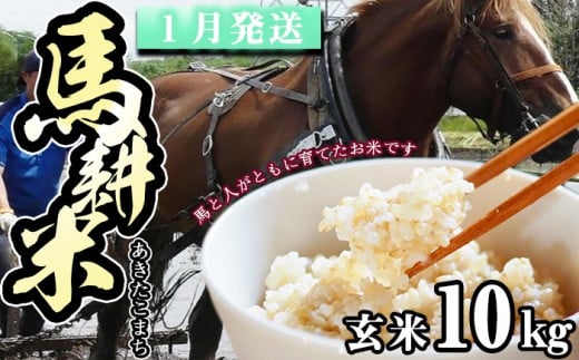 【 2026年 1月中旬より発送】 岩手県産 馬耕米 あきたこまち 玄米 10kg /【株式会社スタディア】 お米 米 こめ コメ 馬ふん堆肥 使用 ご飯 ライス おにぎり 弁当 単一原料米 10キロ 10kg 馬耕
