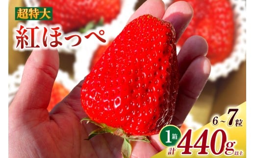 超特大いちご(紅ほっぺ) 440g以上(6〜7粒)×1箱・O037-18愛知県西尾市18000果物・フルーツいちご