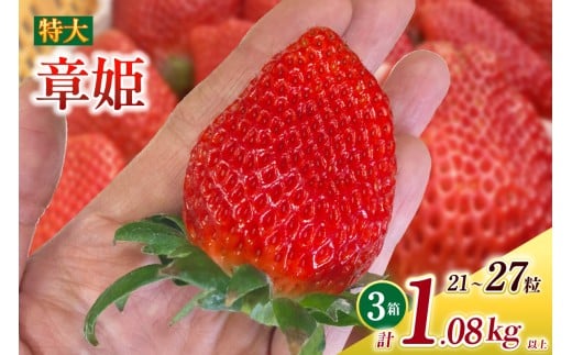 特大いちご(章姫) 360g以上(7〜9粒)×3箱 ・O045-29愛知県西尾市29000果物・フルーツいちご