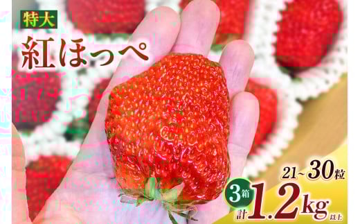 特大いちご(紅ほっぺ) 400g以上(7〜10粒)×3箱・O042-30愛知県西尾市30000果物・フルーツいちご