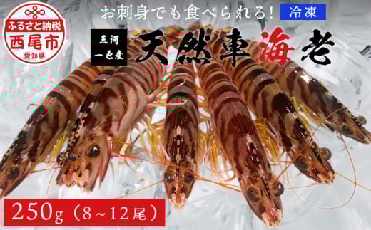 【活きてるみたい!】お刺身でも食べられる三河一色産天然車海老 冷凍250g 中サイズ8〜12尾、アートロック凍結・M109愛知県西尾市15000魚介・海産物エビ