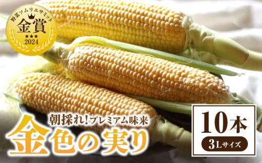 朝採れ!プレミアム味来 〜金色の実り〜 10本・S065愛知県西尾市12000野菜・きのことうもろこし