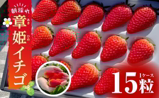 【2026年発送先行予約】章姫(あきひめ)イチゴ15粒×1ケース 【生産地】愛知県西尾市産・D033愛知県西尾市16000果物・フルーツいちご