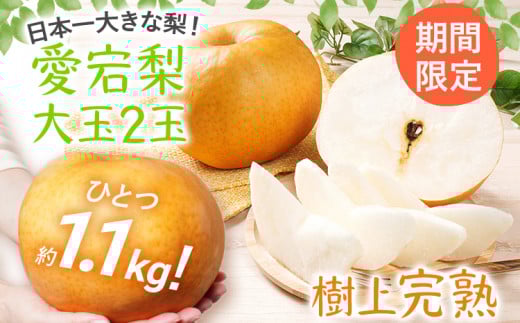 【数量限定】梨 愛宕梨 大玉2玉  松木果樹園 樹上完熟 フルーツ 日本一大きな なし 【期間限定】福岡県みやこ町14000果物・フルーツりんご・梨