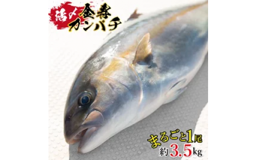 結城水産 金寿カンパチ N015-YZC011宮崎県延岡市38000魚介・海産物貝類