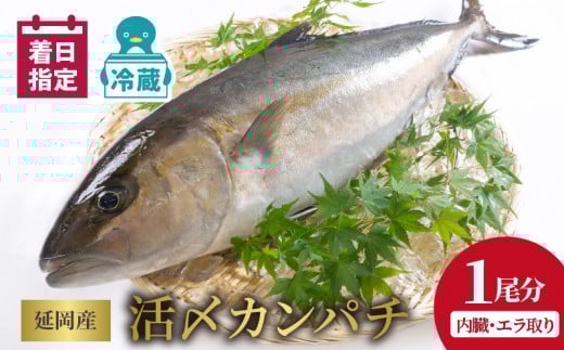 y①zYYNElZ̒ENJp`PiGj N019-YZD0118{茧s55000ECYL