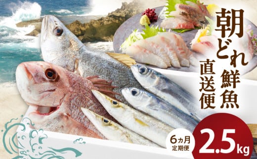 【6ヶ月定期便】大和海商の朝どれ鮮魚直送定期便2.5kg×6回 N072-YE094宮崎県延岡市72000魚介・海産物鮮魚