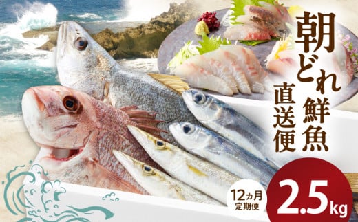 y12ցzaC̒ǂN2.5kg N072-YG0186{茧s143000ECYN