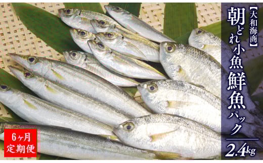 【6ヶ月定期便】大和海商の朝どれ鮮魚小魚パック2.4kg N072-YE093宮崎県延岡市72000魚介・海産物鮮魚