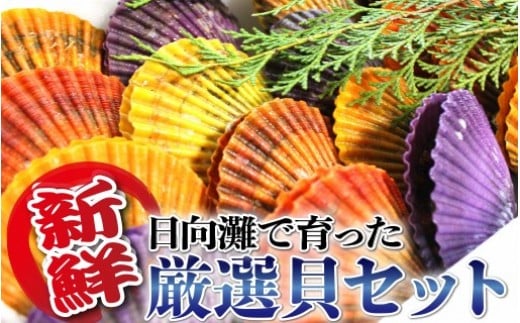 貝類Aセット N014-YZA489宮崎県延岡市16000魚介・海産物貝類